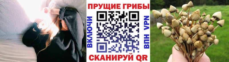 Галлюциногенные грибы Psilocybe  Сызрань 